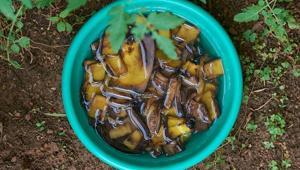 Viral muz kabuğu suyu yalan mı Uygulayan herkes bu detayı gözden kaçırıyor