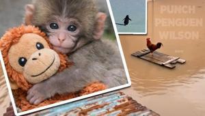 Punch’ın peluşu yok sattı: Hayvan videoları nasıl viral oldu Göz teması şiddeti getiriyor