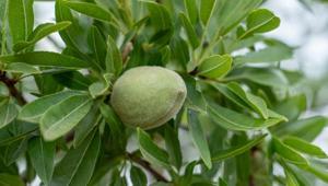 Datçada hasat dönemi başladı Kilosu 800 lira, kapış kapış satılıyor