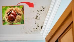 Nem, rutubet, küf fark etmiyor... Evdeki tek hamle: Kestaneyi buraya koyun