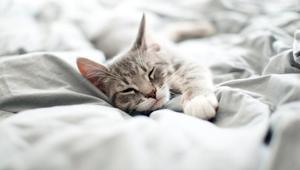 Bilim dünyası açıklık getirdi Kediler neden sol tarafına yatıp uyur