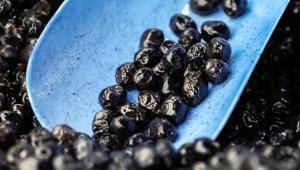 Çöpe atanlar bin pişman Tek malzeme zeytinin acılığını alıyor