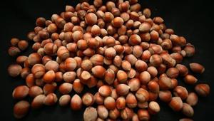 Trabzonun fındık ihracatı 60,6 milyon doları aştı