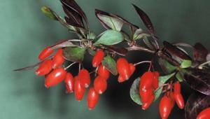 Rusların yaşam iksiri Türkiyede bedava yetişiyor Şifa deposu kırmızı elmas