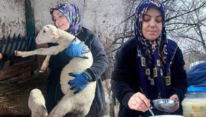 Şehir hayatını terk edip çiftlik kurdu Peynir ilk başta olmuyor, yoğurt tutmuyor ama pes etmedim