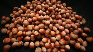 Fındık ihracatından iki ayda 388 milyon doları aşkın gelir