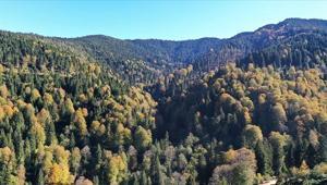 Ormanların bakımı ve gençleştirilmesine geçen yıl 2,3 milyar lira harcandı