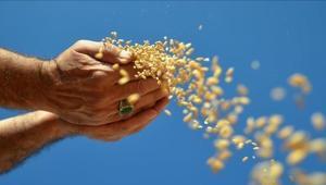 Türkiyeden 2 ayda 1,9 milyar dolarlık hububat ihracatı