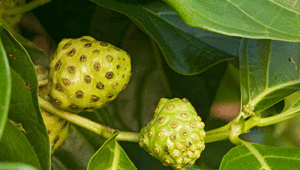 Dut yaprağından şekere doğal çözüm Yemek yemek akla bile gelmiyor