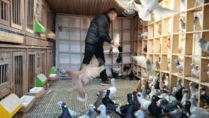 Memurluğu bırakıp güvercin yetiştiricisi oldu, otomobil fiyatına satıyor