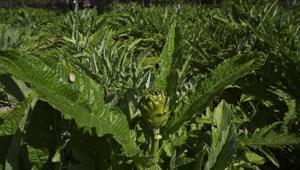 Enginar verimi arttı