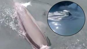 Bandırma’da ortaya çıktı Suyun üstünde beliren sırtı şaşkına çevirdi: ‘Ne arıyorsun burada’