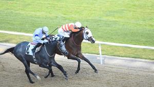 İzmirde 64üncü Hipodrom.com Ege Derbisinin kazananı The Protecter