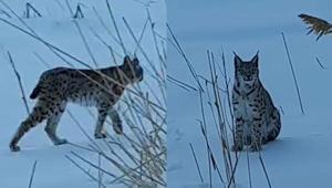 Koruma altındaki türler arasında olan vaşak Bayburtta görüldü