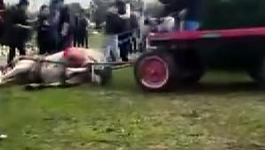 Yer: Adana Koşmayan ata acımasız işkencede karar çıktı