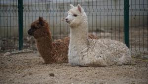 İpsala Sınır Kapısı’nda şaşırtan operasyon: Minibüsten alpaka ve çok sayıda hayvan çıktı