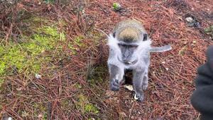 Denizlide ormanda mantar ararken karşılaştı Şaşkına çeviren sürpriz