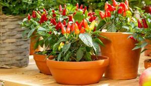 Herkes balkonda hasat ediyor Biberler saksıdan taşacak, işte yolu