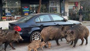 İzmir’de şaşırtan manzara: Domuzlar kedilerle yan yana Vatandaşlar tedirgin