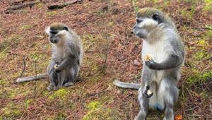 Mantar ararken karşılaşmıştı Firari maymunların sırrı çözüldü: İkinci kez kaçtı