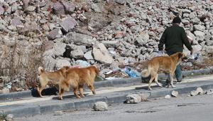 İstanbul Valiliğinden belediyelere sahipsiz köpek talimatı