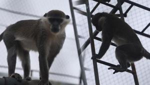 Denizlide yakalanan firari maymunla ilgili yeni gelişme İşte yeni adresi...
