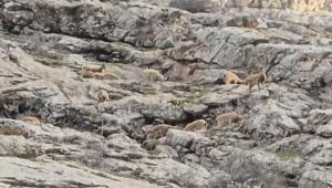 Yer: Hakkari Doğanın sessiz misafirleri ortaya çıktı: Sürü halinde...