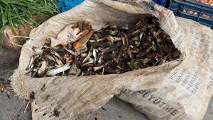 Doğada kendiliğinden yetişiyor Kilosu 250 liradan satılıyor