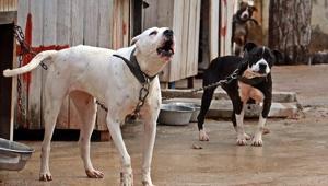 Köpek ısırdı, hayatı değişti Mahkemeden rekor tazminat