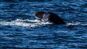 Tarihte bir ilke imza atıldı Doğum sırasında güçlerini birleştiren balinalar