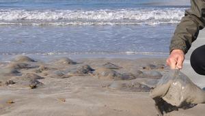 Binlercesi bir anda ortaya çıktı, kıyıyı sardı Mersinde şaşkına çeviren görüntü