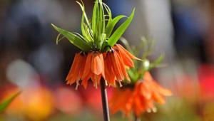 Bu çiçeği koparmanın cezası 700 bin lira Bir aylık ömrü var