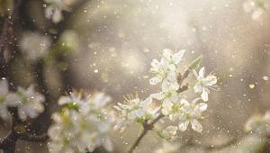 Sadece bir hapşırık mı, yoksa bağışıklık savaşı mı İşte polen alerjisinin perde arkası