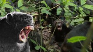 Şempanzeler arasında ilk iç savaş çıktı Yavrular annelerinden koparılıyor