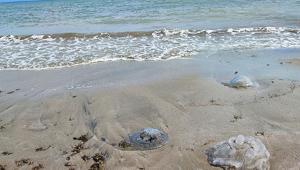 Bir kentte daha Sahil şeridini istila ettiler: ‘Ciddi alerjik reaksiyonlara neden olabilir’