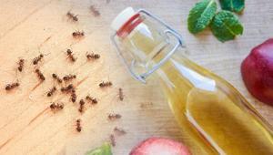 Evi karınca bastıysa hemen deneyin Bu mevsimde çıkıp yayılıyor: Kokusu yeter