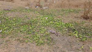 Bakanlıktan, biberler hayvanlara yem olarak verildi iddialarına yanıt