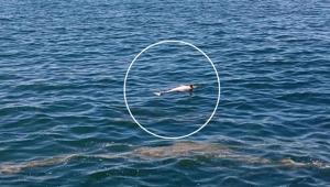 Karadeniz sahilinde bulundu Gören telefona sarıldı