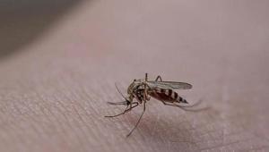 İstanbul Valiliği’nden kritik uyarı Haşereyle mücadelede yeni dönem başlıyor