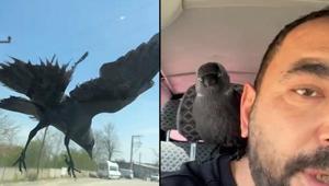 Düzce’de ilginç anlar Hareket halindeki otomobile konan karga, sürücünün omzuna kadar geldi