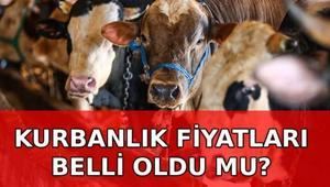 YENİ KURBANLIK FİYATLARI 2026 belli oldu mu Küçükbaş ve büyükbaş kurbanlık fiyatları ne kadar