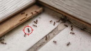 Evin kapısından bile giremiyorlar Karıncaları uzaklaştırmanın püf noktası