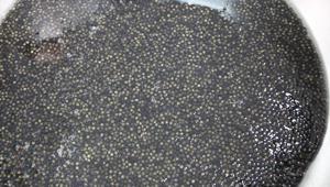 Kilosu 2 bin dolardan satılıyor Karadenize 8 bin adet dağıtılacak, çiple takip edilecek