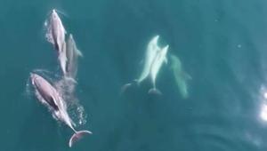 Yer: Bartın Sahildeki vatandaşlar şaşkına döndü: Öğle saatinde kıyıya kadar geldiler