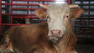 1,5 tonluk dev tosun, 950 bin liraya vitrine çıktı