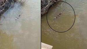 Dere kenarında vatandaşlar fark etti Suda hareket etti, sonra gözden kayboldu