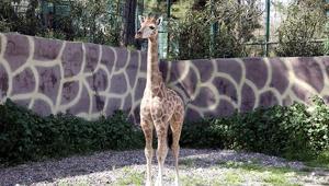 Gaziantep’te 15 aylık mucize Türkiyede doğan ilk zürafa yavrusunun ismi anketle belli olacak