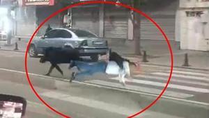 Kent merkezine inen domuz 3 kişiye saldırdı
