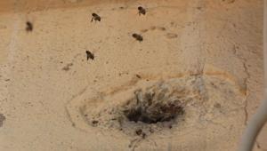 Duvar deliğinden çıktılar, mahalleyi sardılar Çocukların attığı taşlar arıları kızdırdı