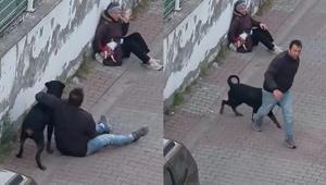 Ümraniye’de ağızlıksız gezdirilen rottweiler, küçük ırk köpeğe saldırdı